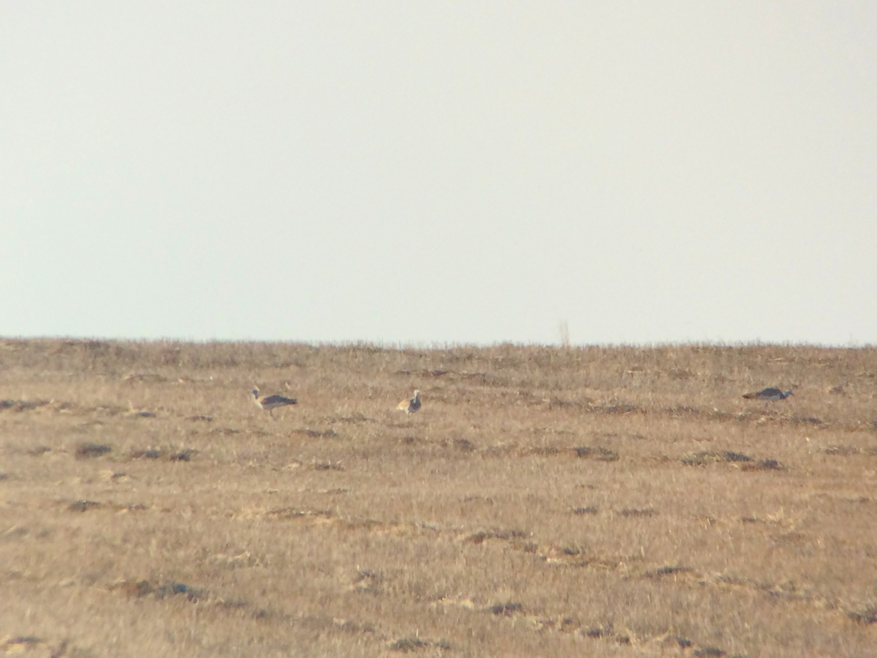 Here are my lifer great bustards...very, very distant even digiscoped with my Nikon V1. This is what I would call, "Yeah, life, but better view desired."