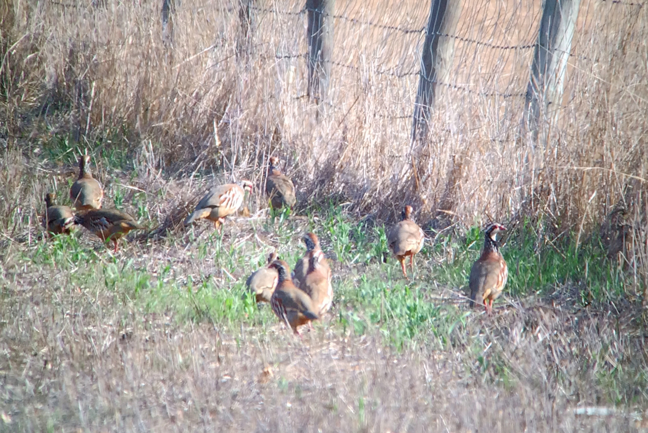 Those aren't chukars, those are red-legged partridge and not from a game farm, just running around wild. 