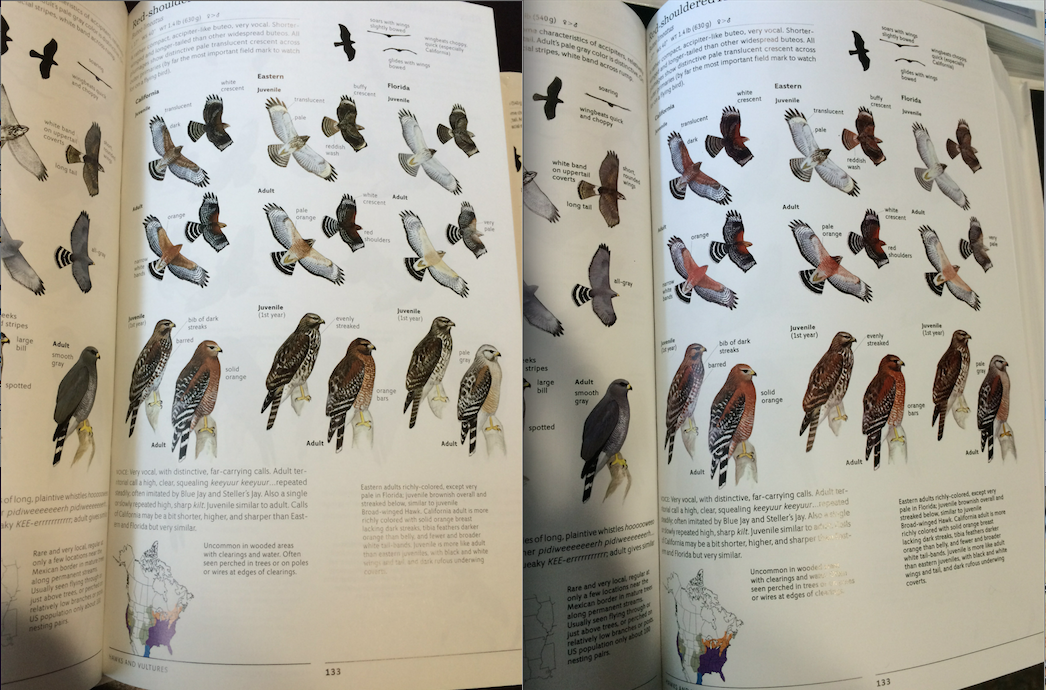 Here's a comparison of the red-shouldered hawk page of the Second Edition Sibley: first printing on the left, second printing on the right. An improvement!