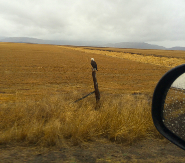 Winter Wings is great for people who enjoy photography, adventurous landscapes and eagles. This place is loaded with eagles. 