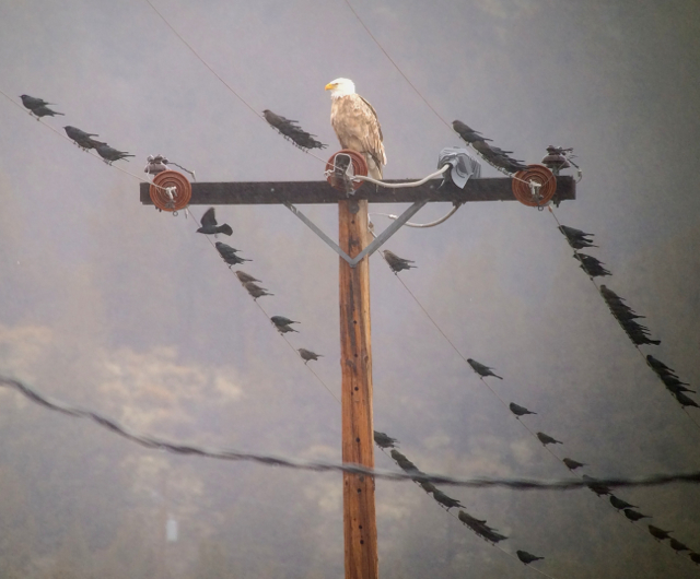 Dilute plumaged or leucistic adult bald eagle surrounded by Brewer's blackbirds. 