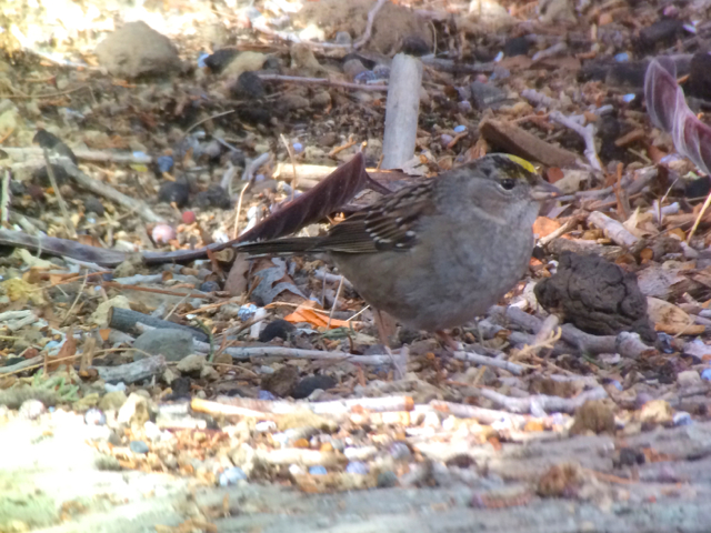 Golden-crowned sparrow.