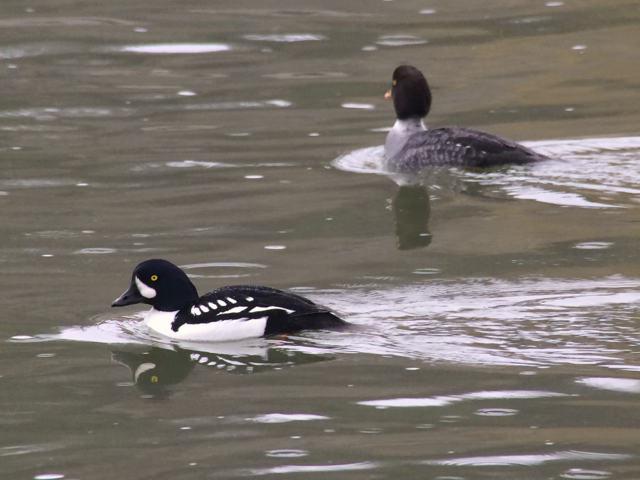 My lifer Barrow's goldeneye--I had what I felt was an uncountable one for years. I was digiscoping a huge flock of common goldeneyes and when I downloaded my photos, I noticed one very distant bird in the back of the flock was a Barrow's. I just couldn't bring myself to count it since I didn't notice it while I was out in the field. 