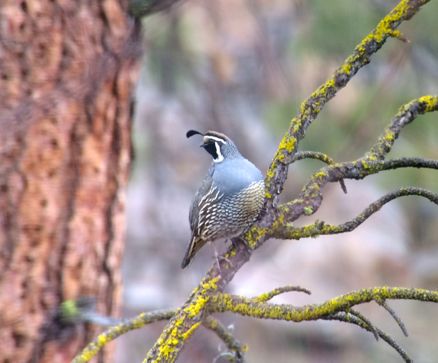 California Quail.