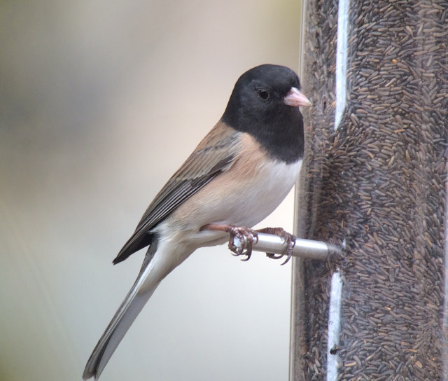 Oregon junco viewed while in the state of Oregon.