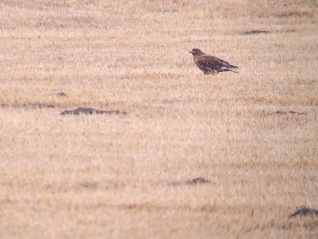 A bonus for me: a dark morph ferruginous hawk. 