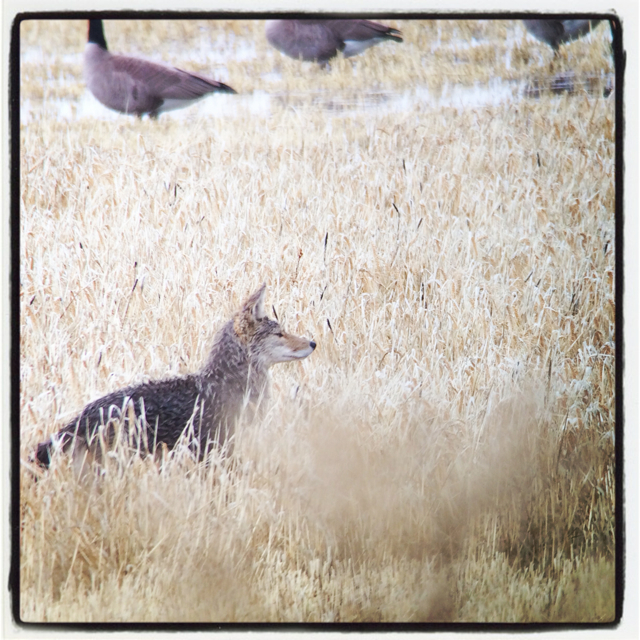 A very wet coyote moving amongst the waterfowl. 