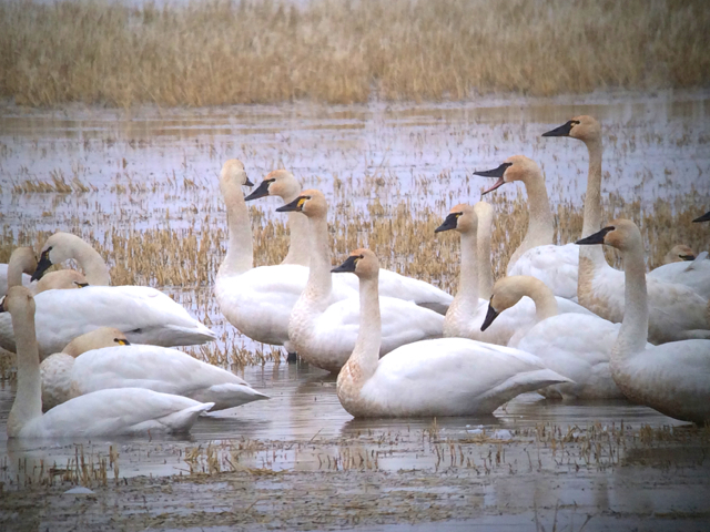 Tundra swans.