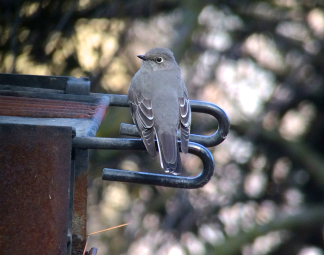 Townsend's solitaire. 