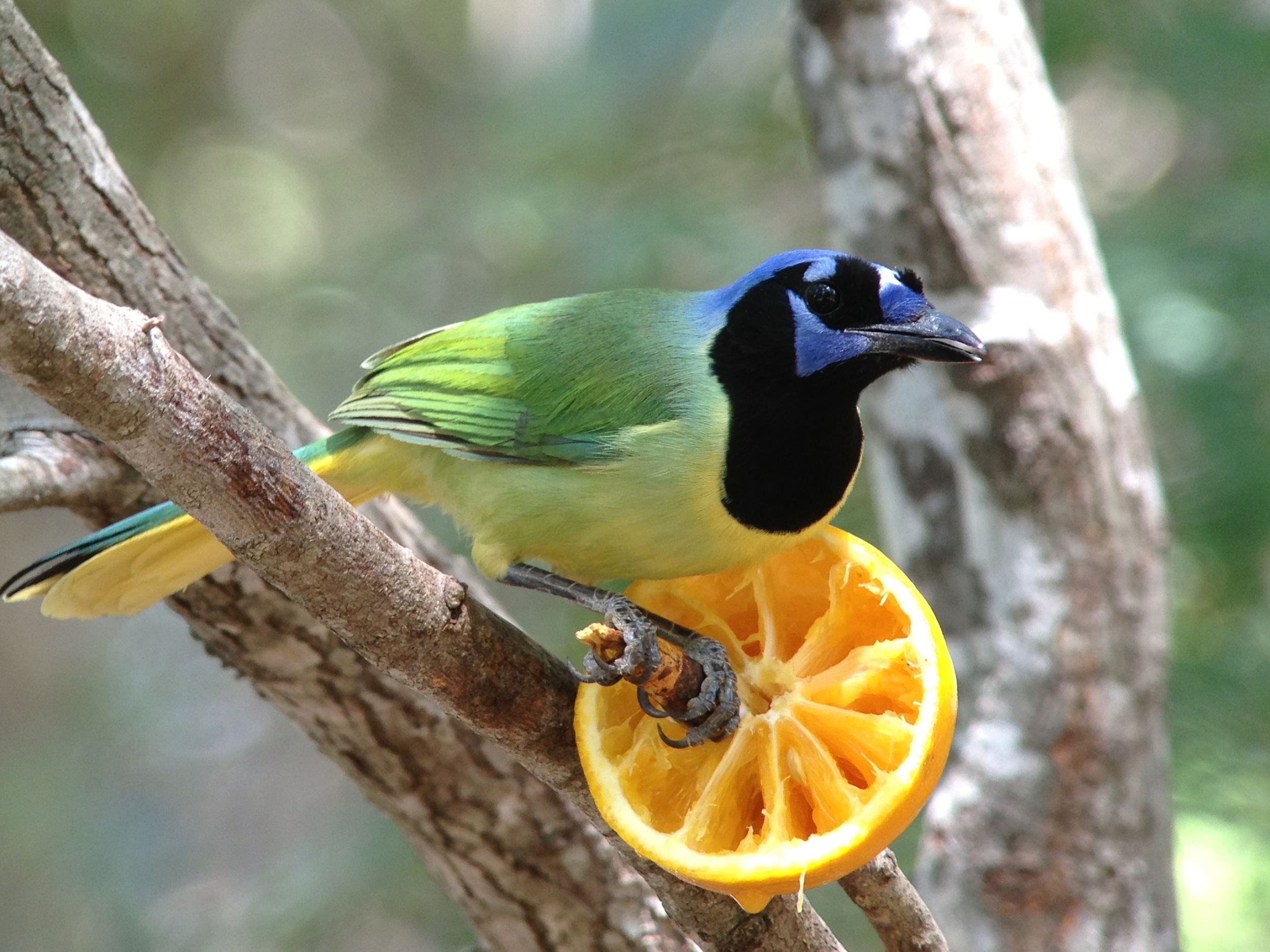 Green jay.