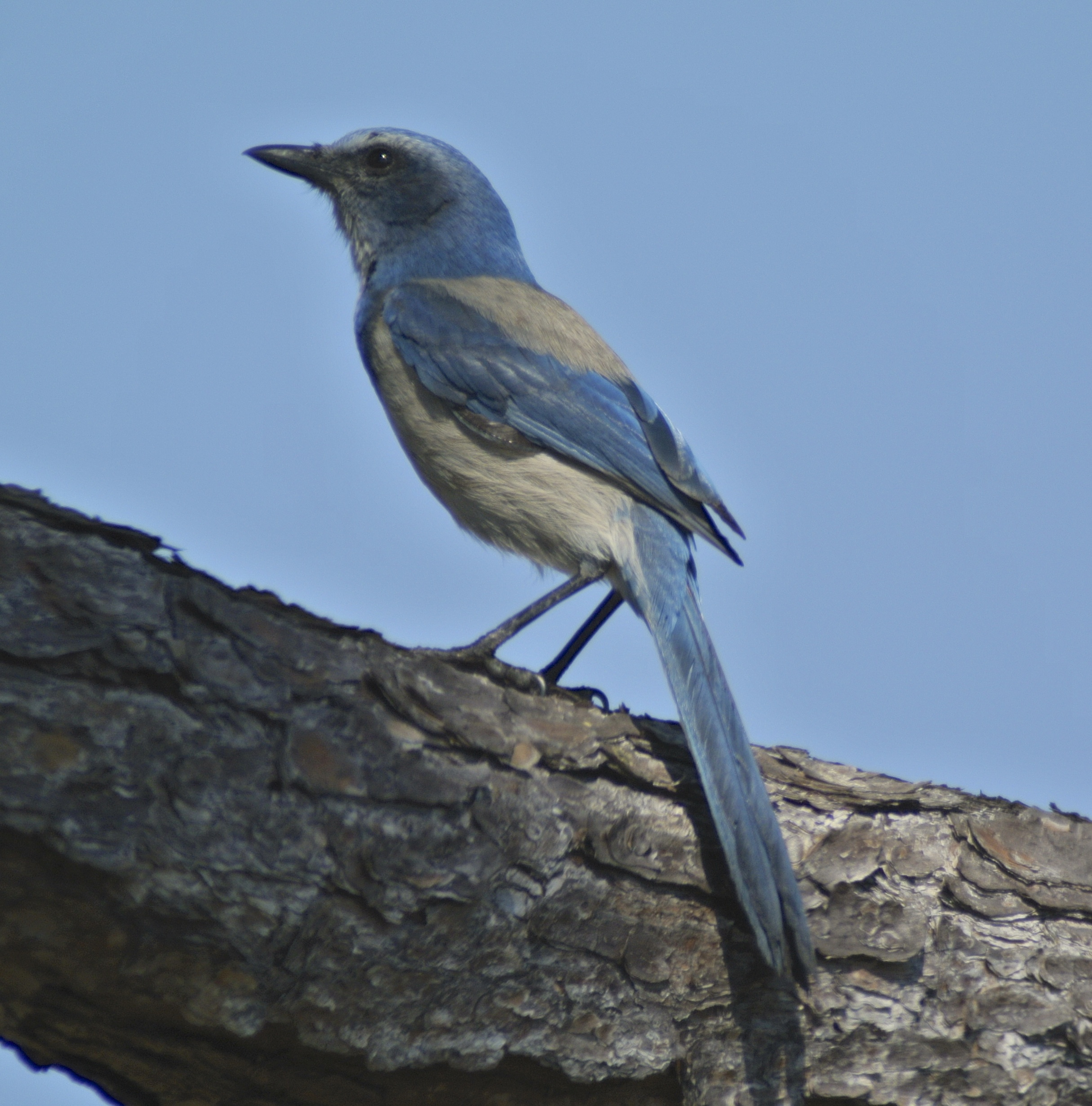 Florida scrub-jay.