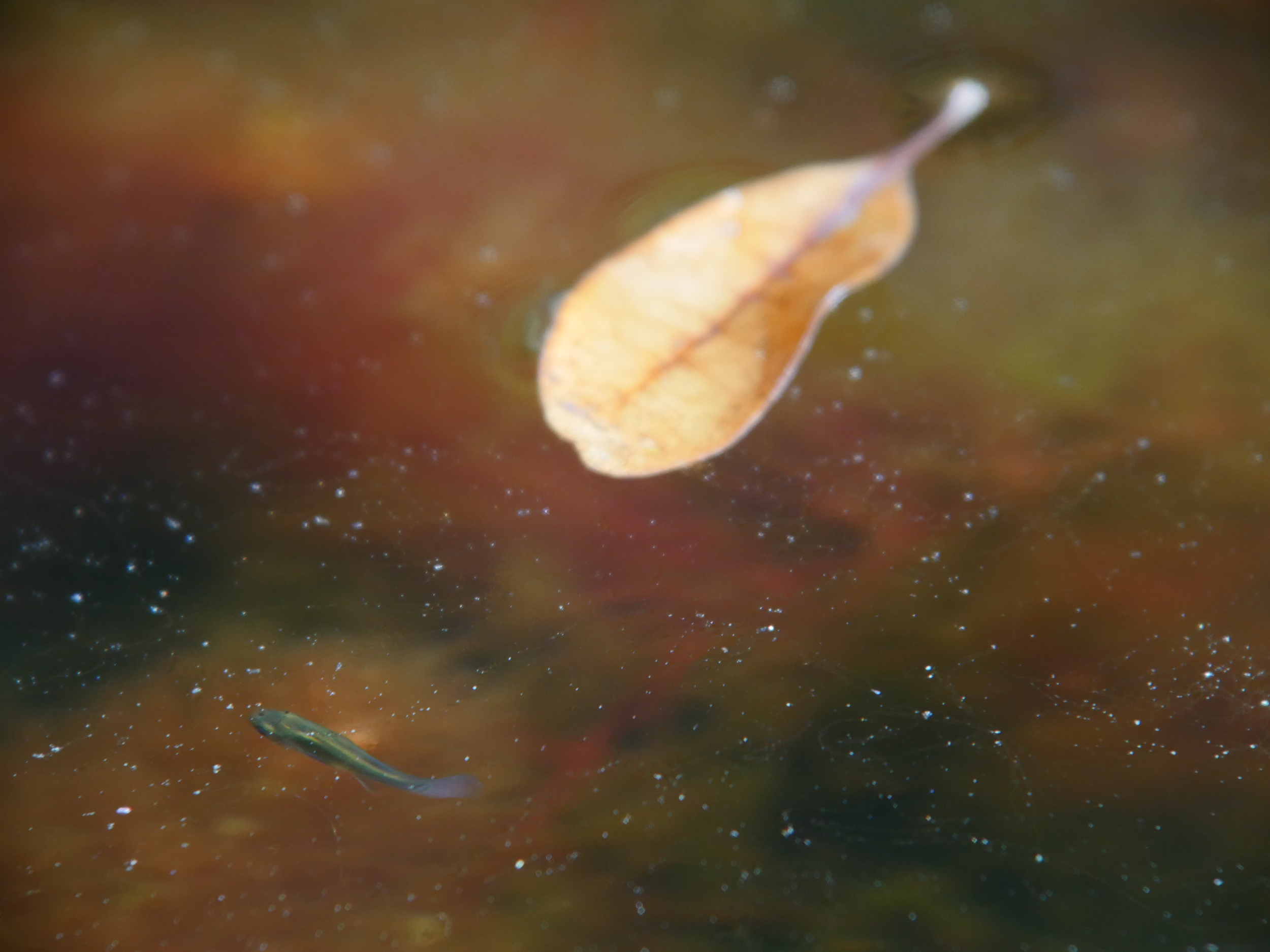 Fish (a very tiny one, like a guppie) digiscoped by Robert Hunt. 