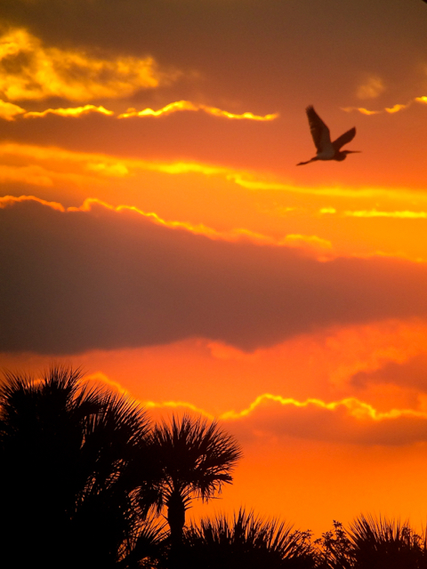 Tri-colored heron flying at sunset. One of the things that I love with the iPhone is that it thinks for you and helps you digiscope some beautiful shots at dawn and dusk without having to make any adjustment.