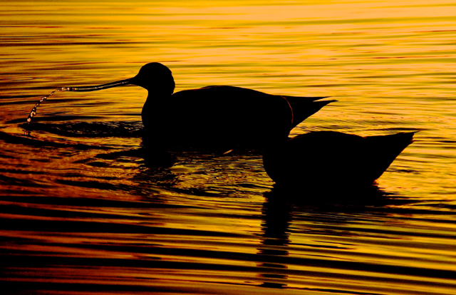 Avocets digiscoped at sunset. 