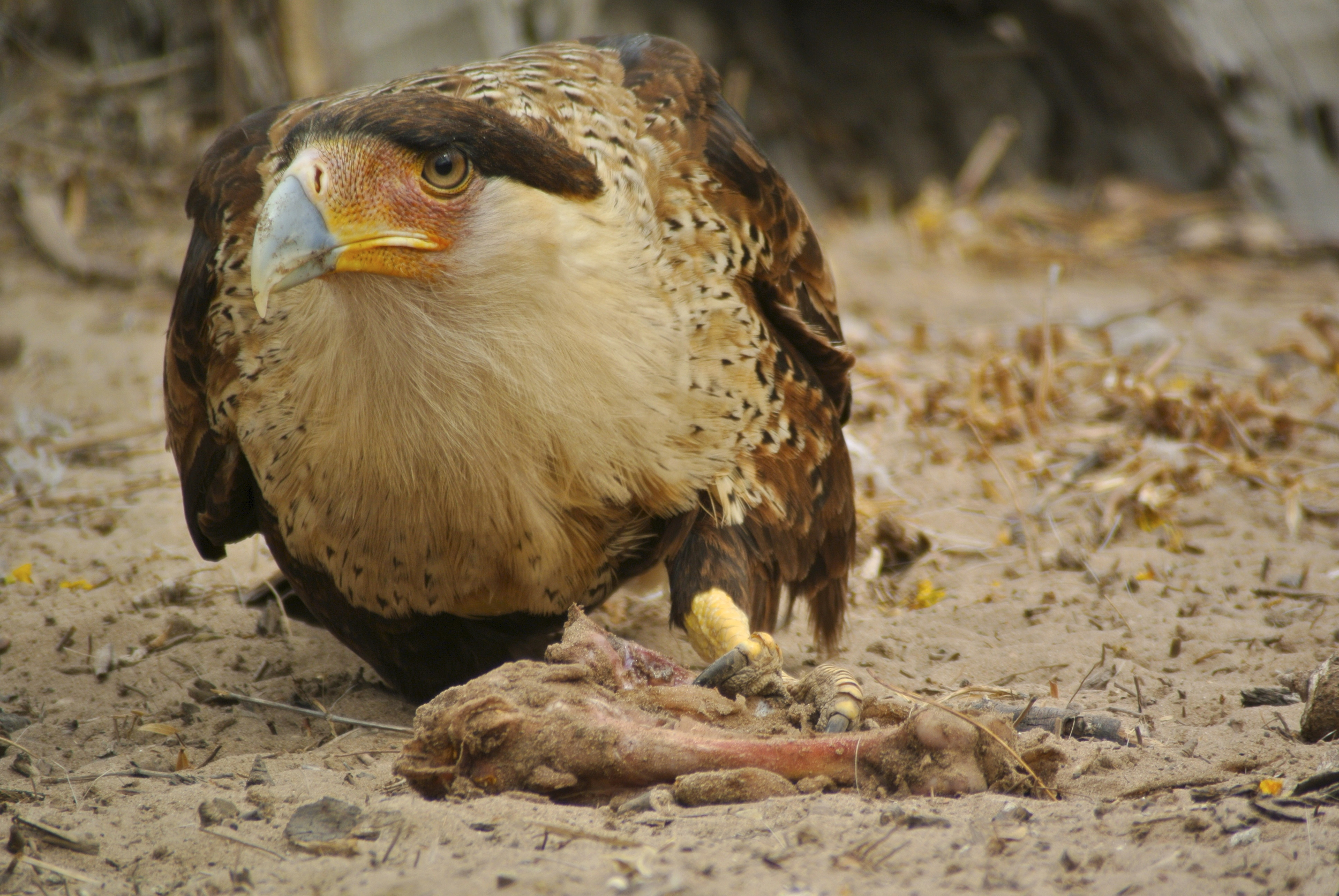 One of my favorite photos I've gotten of a bird--a crested caracara taken with the Nikon V1, TLS APO and Swarovski ATX 85 mm scope.
