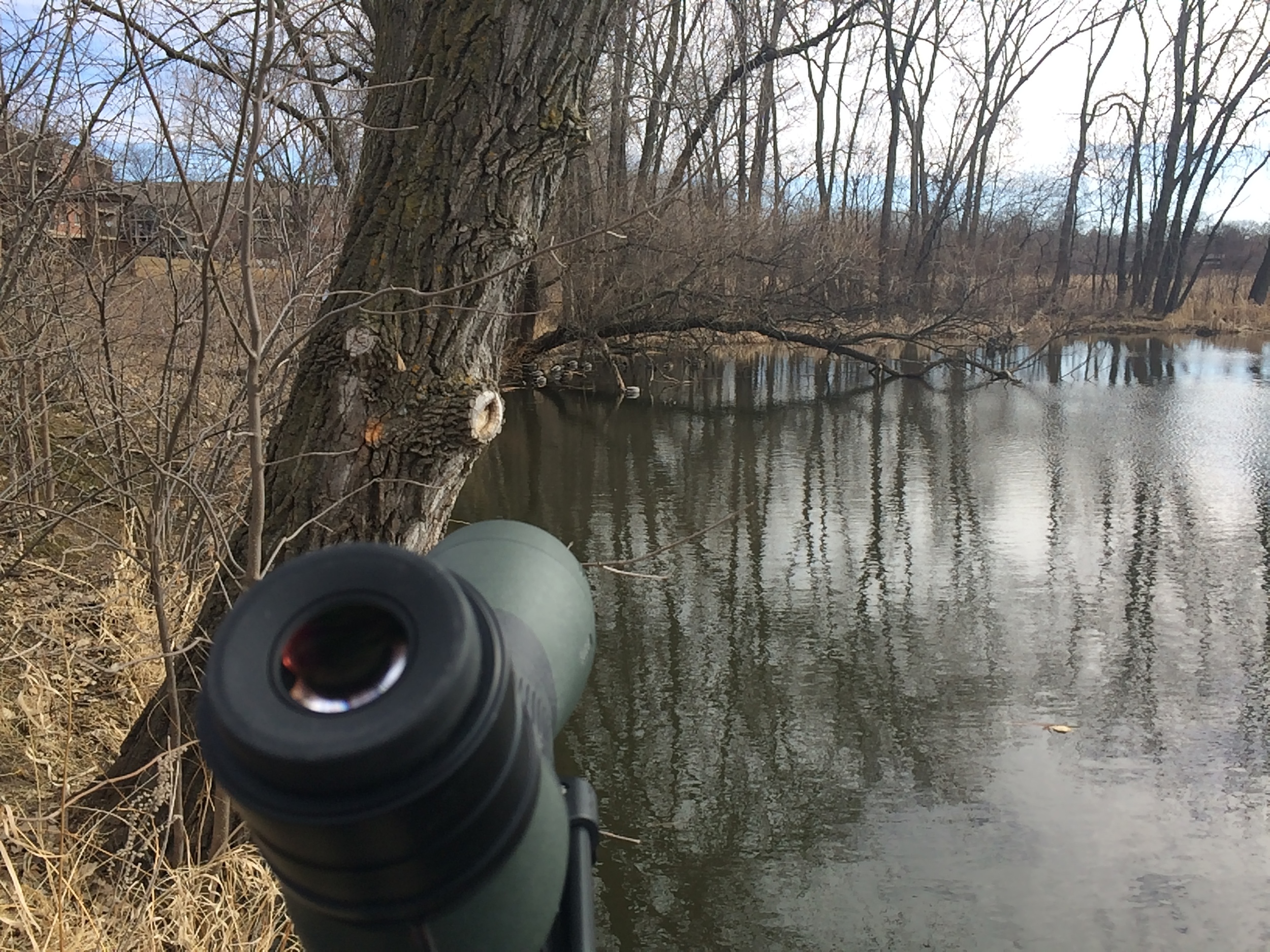 I took some digiscoping adapters to my local patch for some testing (much to the chagrin of the local Duck Lady who was irritated that I declined her offer for duck food and pissed when I said, these ducks have plenty of natural food). All the waterfowl posted in this entry were under the downed snag. 