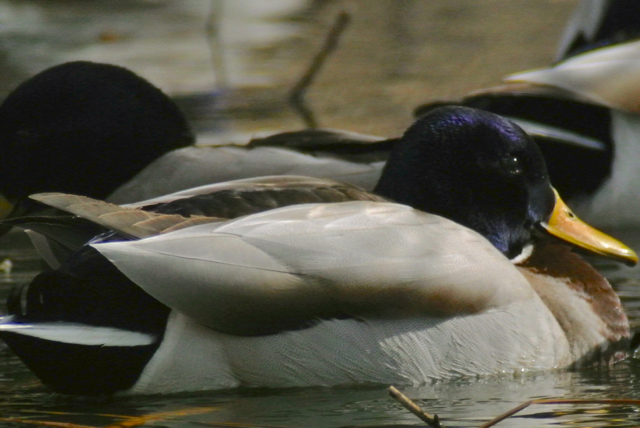 Mallard digiscoped with Swarovski ATX 95mm spotting scope, TLS APO adapter and Nikon V1. 