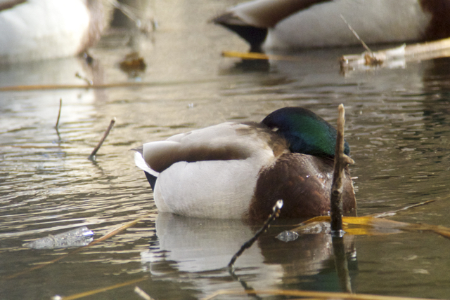 Mallard digiscoped with Swarvoski ATX 95mm spotting scope, Digadapter and Nikon V1.