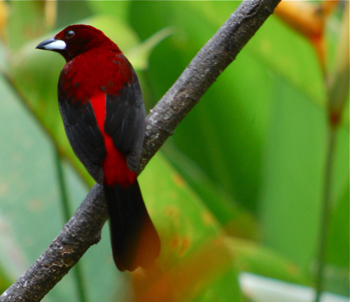 Crimson-backed tanager taken from the porch of Canopy Lodge in Panama--that is a bird worth traveling for. 