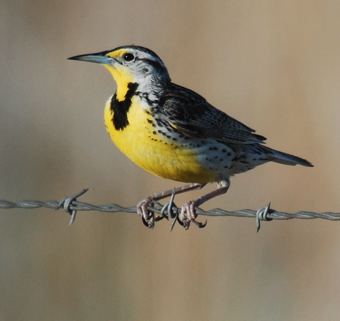 Learning to separate flight calls of western and eastern meadowlarks was a cool revelation. Westerns make a "chup" call and easterns make "bink" type call. 