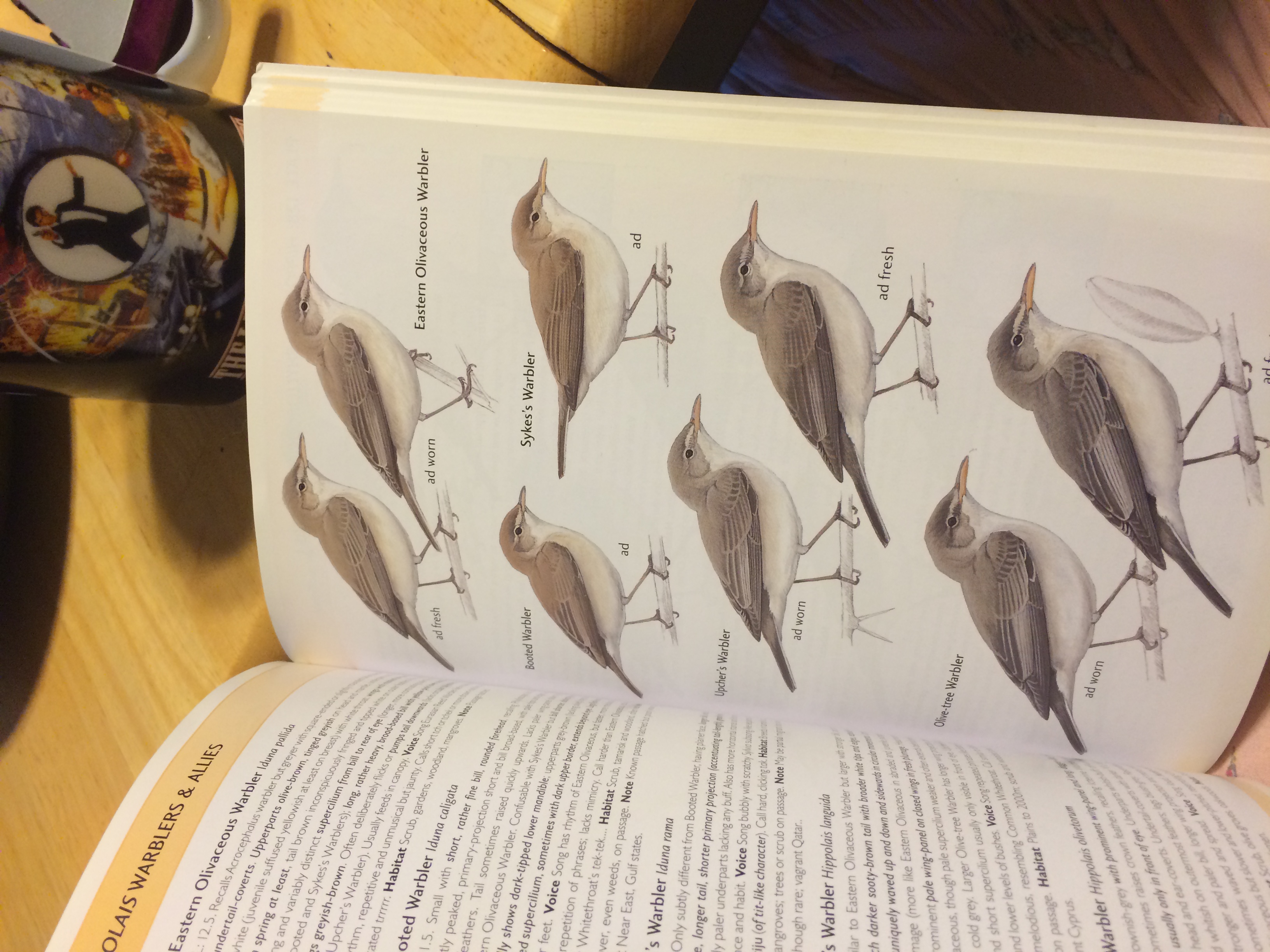 I swear, there are four different species of warbler on this page. 