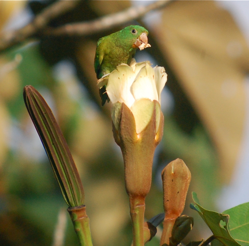 Orange-chinned parakeet chewing up a flower in Panama. 