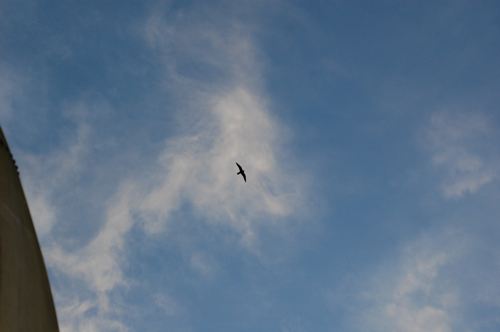 Bat falcon soaring over Canopy Tower in Panama as the sun sets. 