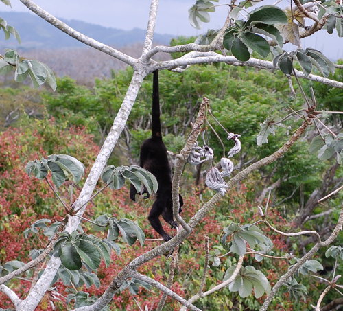 Howler monkey in the trees just outside of Canopy Tower.
