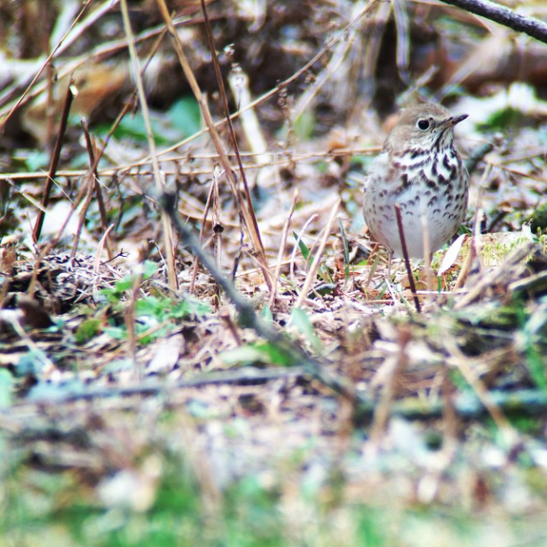 Hermit Thrush Foraging Technique