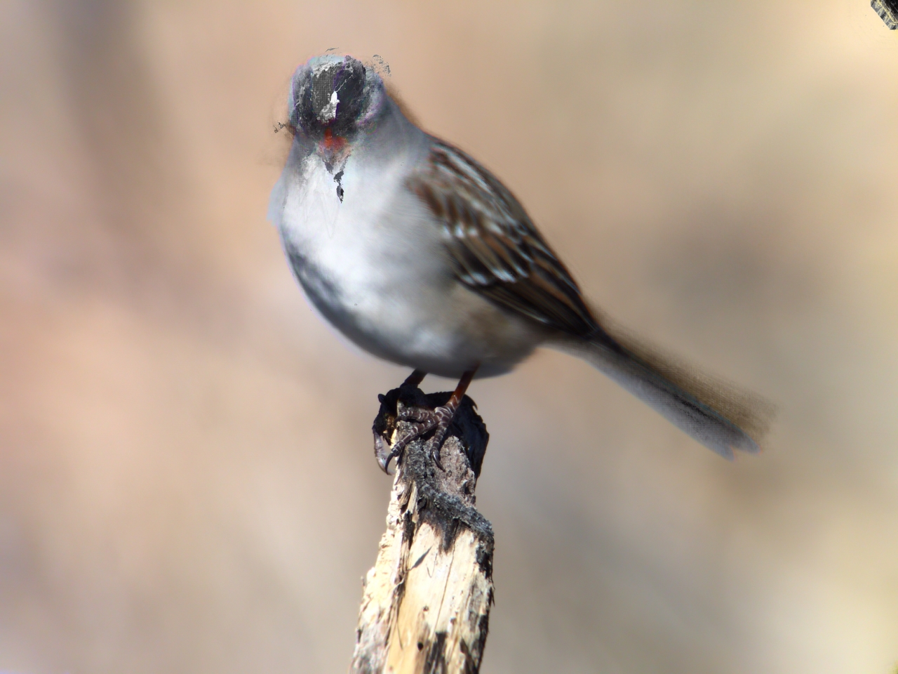 White-crowned sparrow digiscoped with Hydra app on iPhone 5s and Swarovski ATX 65mm scope.