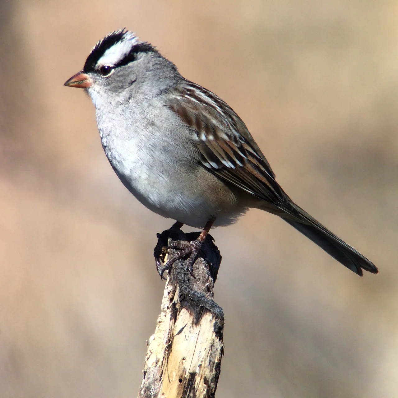 Non Birding Bill Told Me To Try The Hydra App