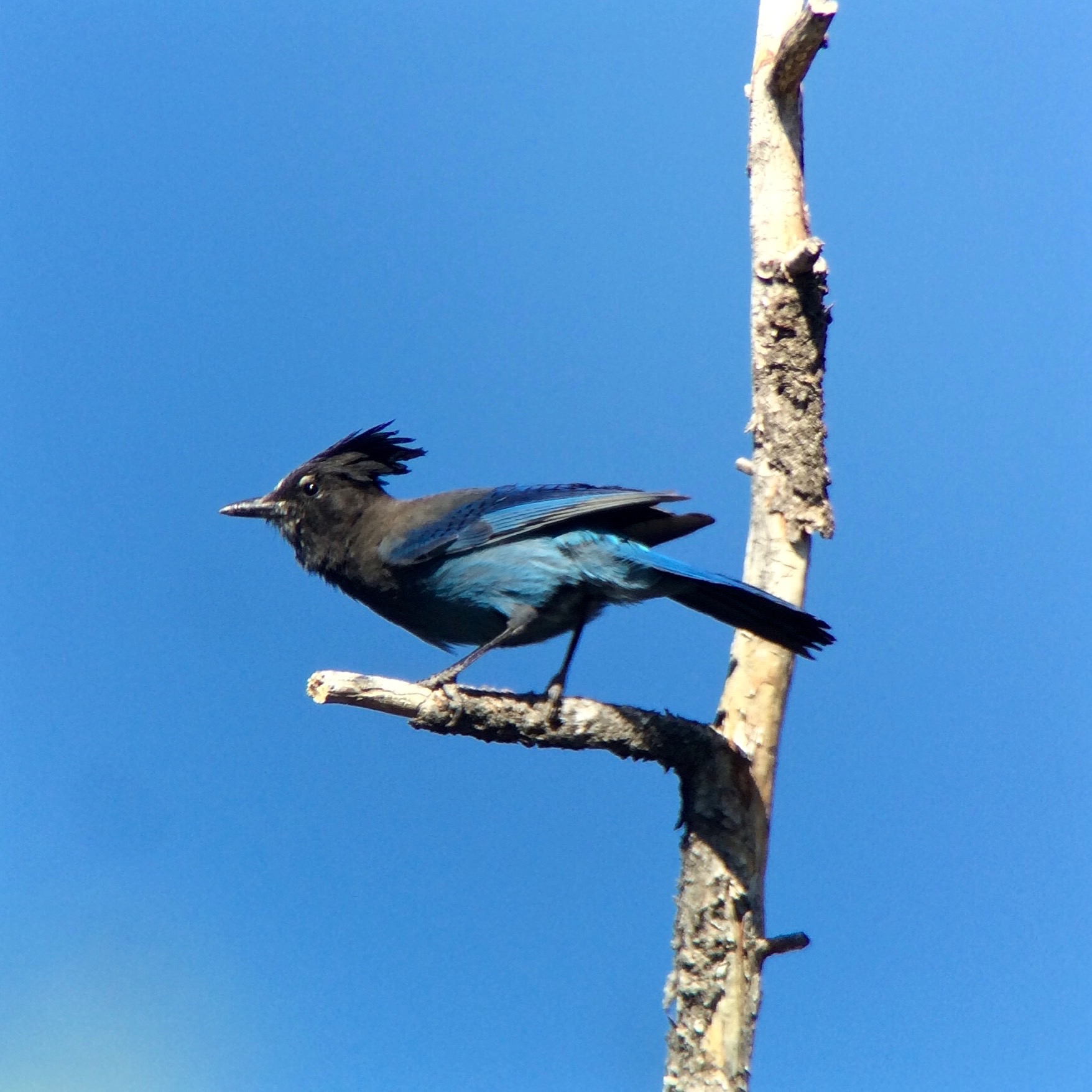 Stellar's Jays were all over the South Rim.