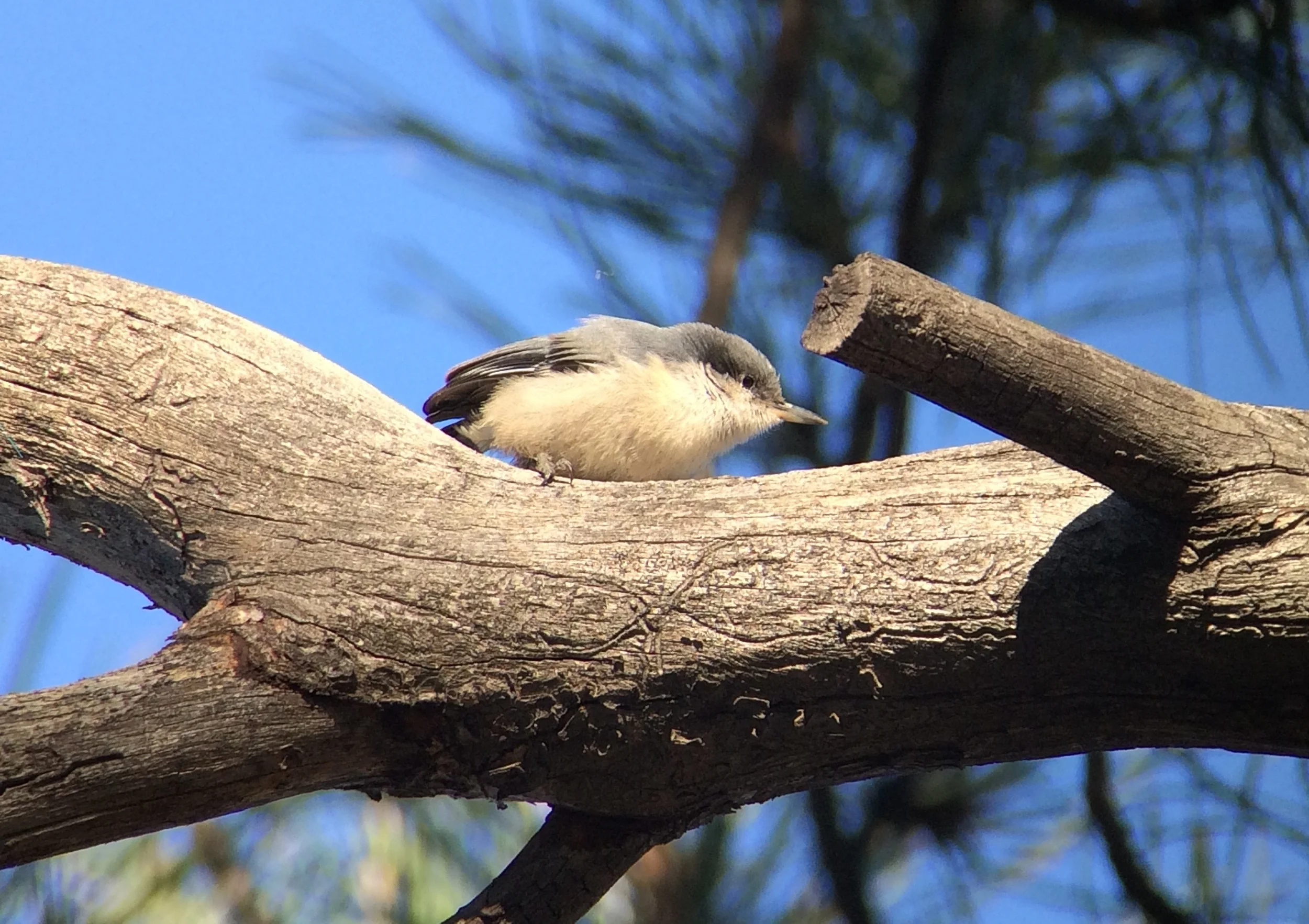 One of the dozens of pygmy nuthatches that surrounded my room at the Grand Canyon. 