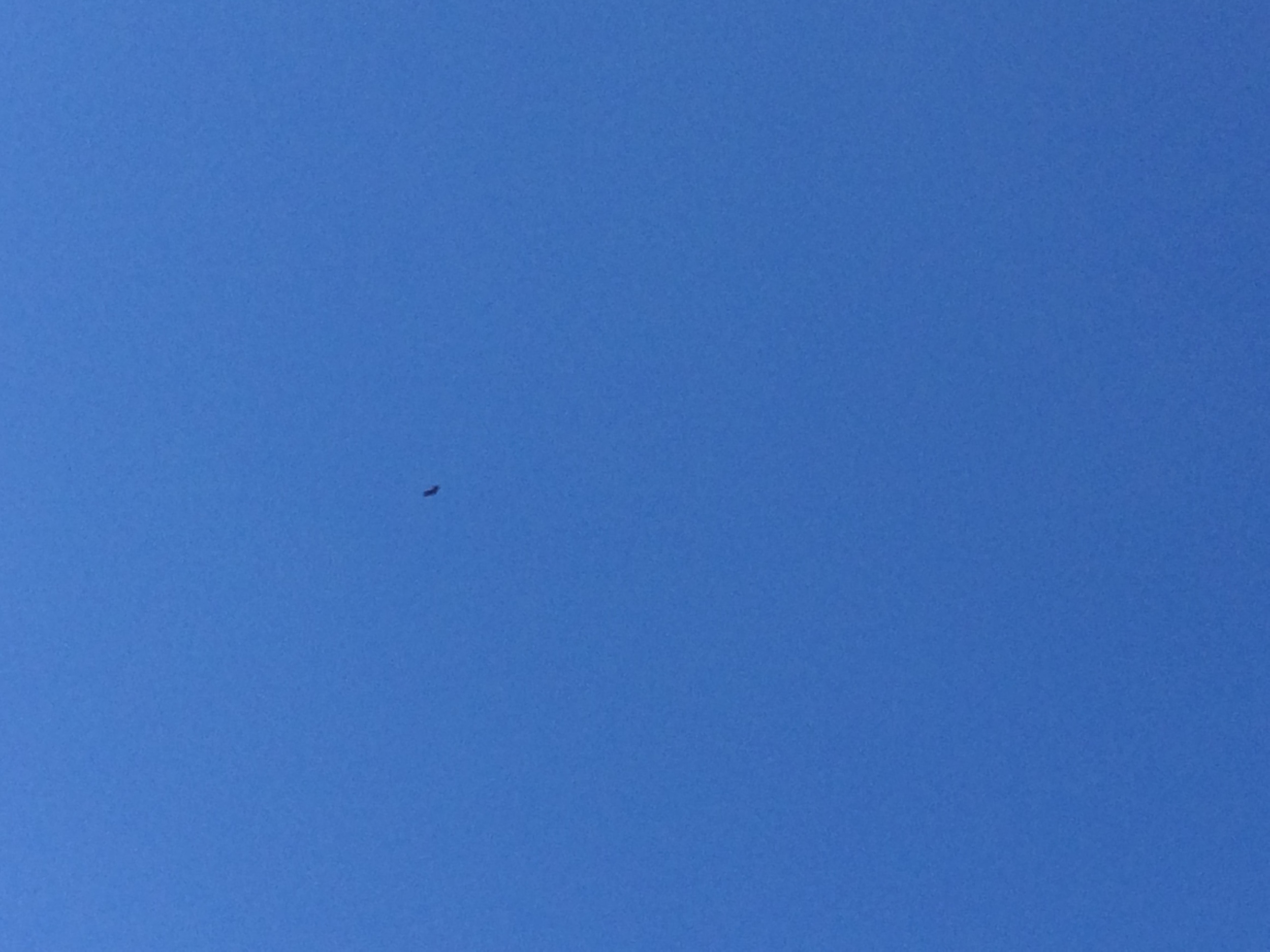 If you look close you can make out that the black speck is a California condor. 