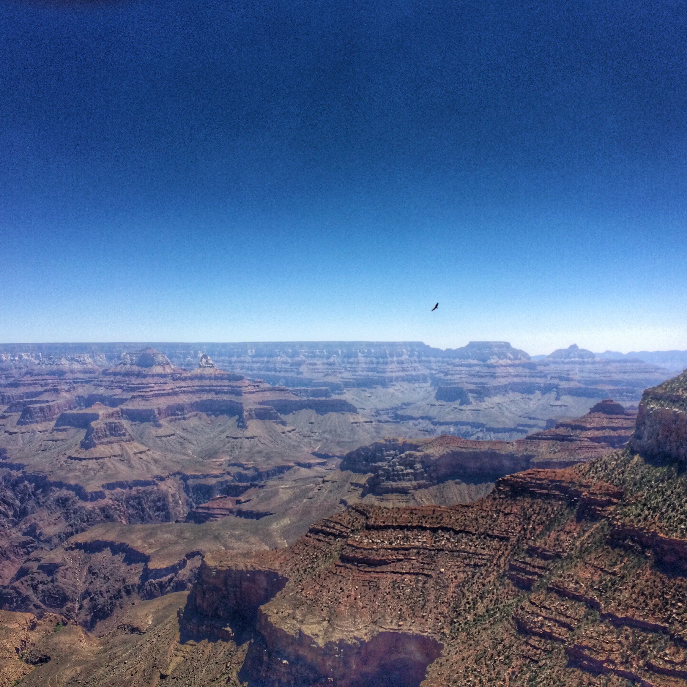 The Grand Canyon with a bird soaring over! No, it's not a condor, it's a turkey vulture. 