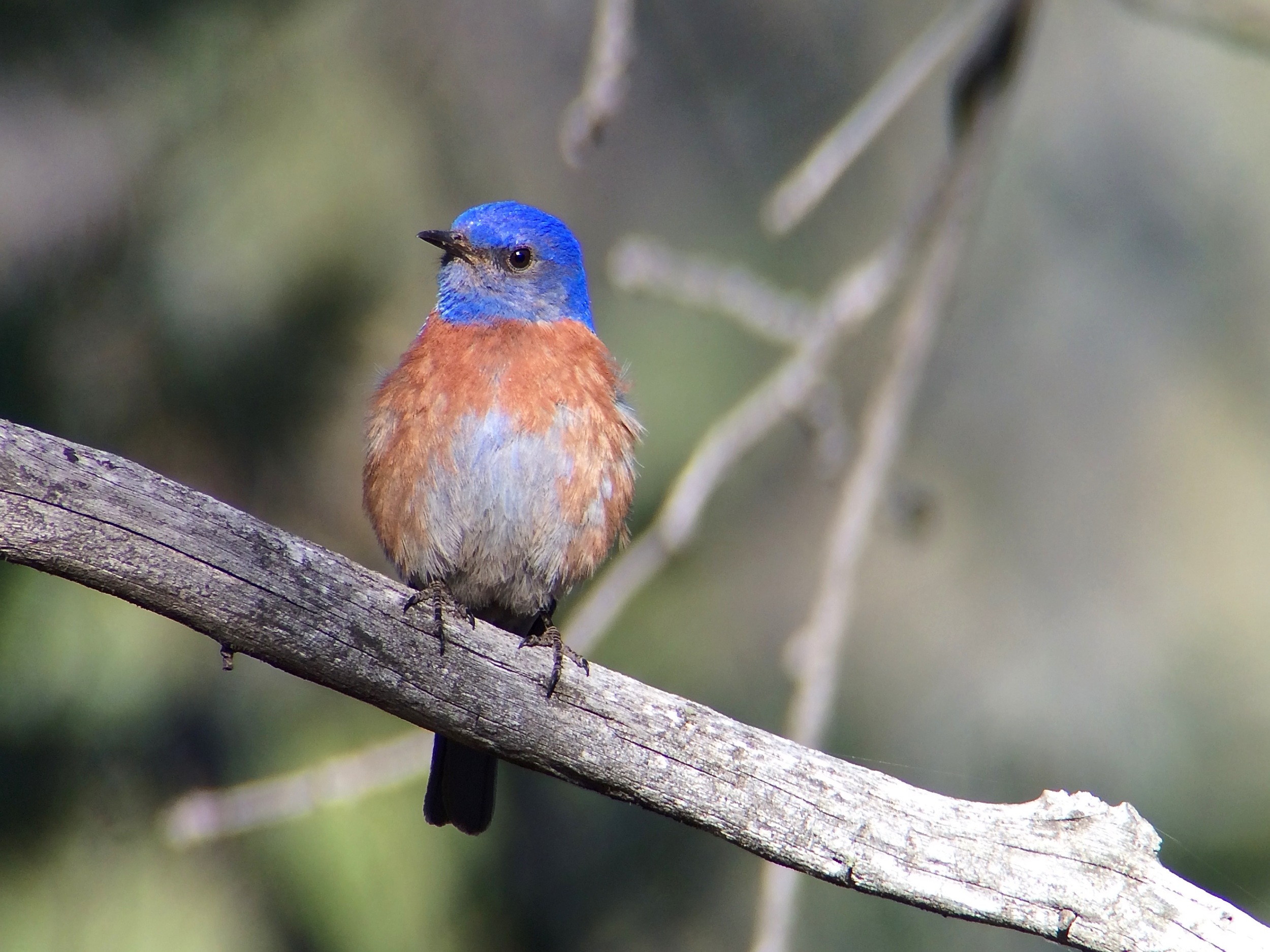 Western bluebird posting outside of our dorms during one of our morning bird walks. 