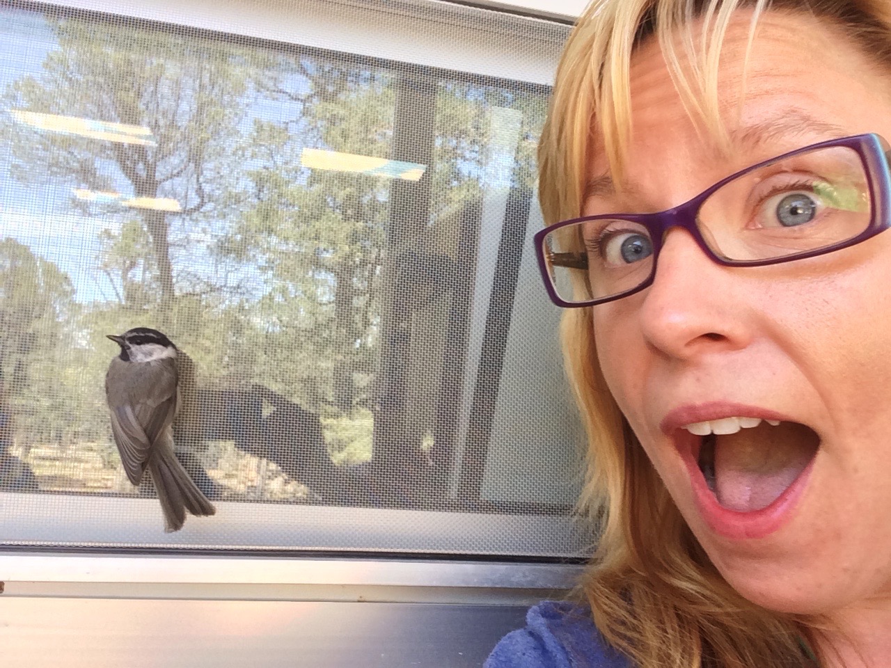 This was a young mountain chickadee that was trying to glean insects with its family from the overhang and screens around our building. Being young and naive it let me grab a quick selfie before it flew away. 