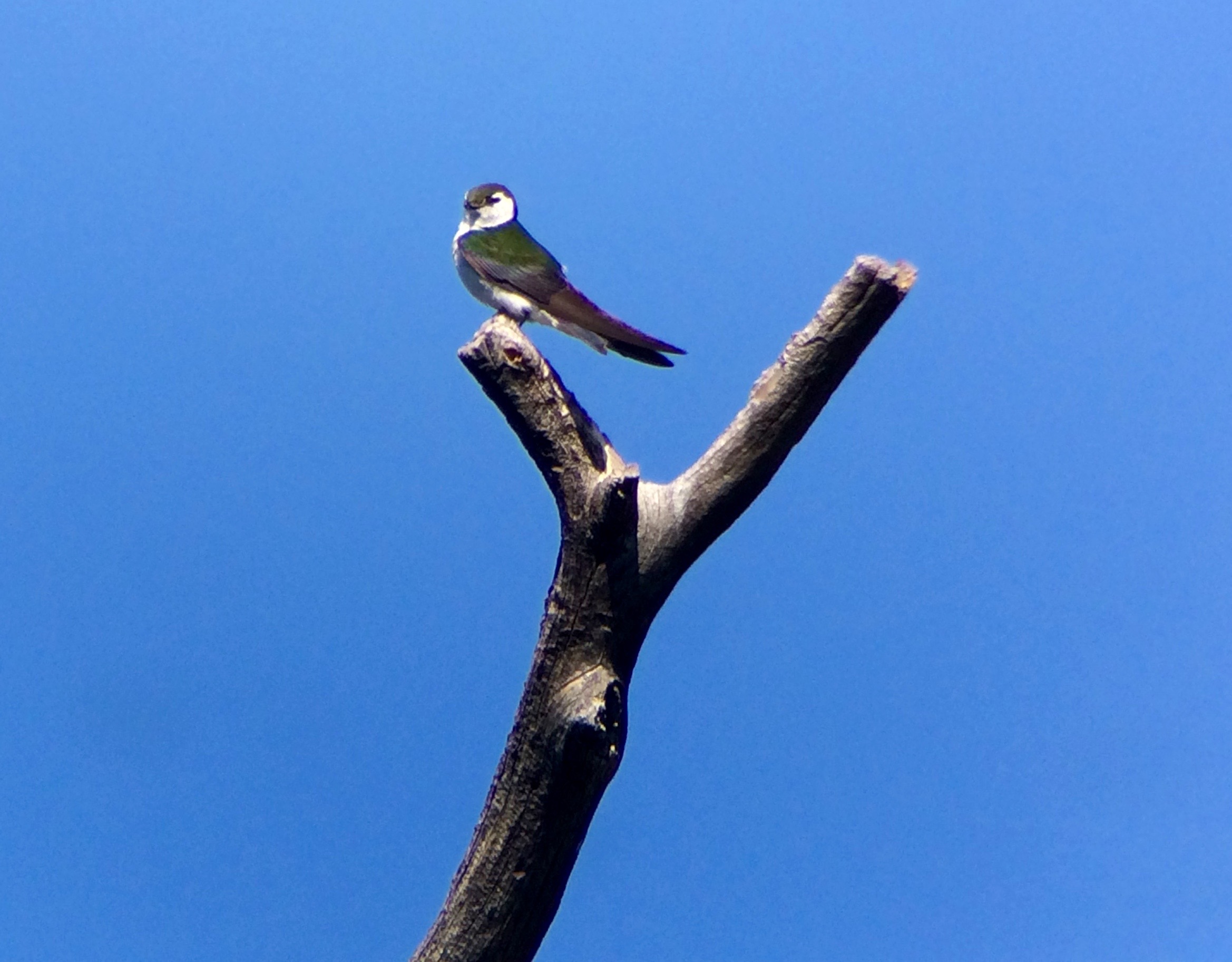 Violet-green swallows were all over around our dorms and the canyon. Oh how frustrated I was this time last year that I didn't have time to fly to a spot to video one for our web series. 