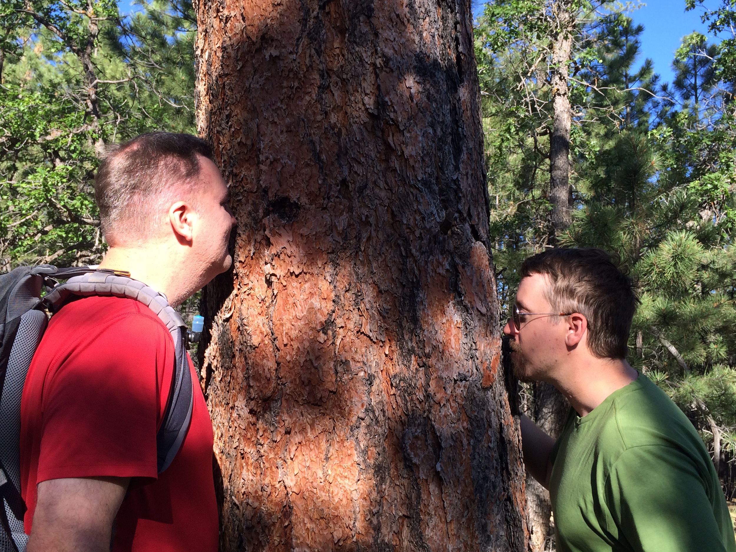 Fellow park rangers Erik Ditlzer and Charlie Kolb aren't just tree huggers but tree sniffers. Charlie told us to smell the ponderosas because they could smell like vanilla or butterscotch. This one smelled like vanilla to me. 
