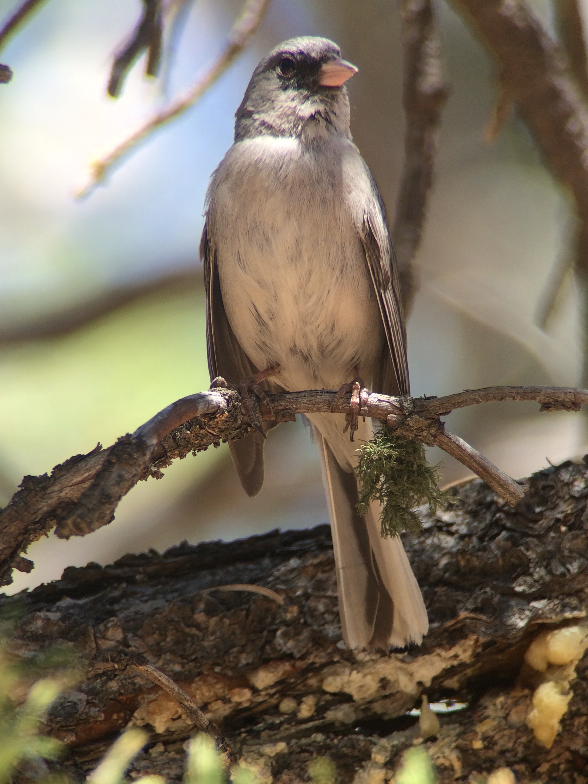Dark-eyed juncos were all over but these were the southwestern race of red-backed juncos. 