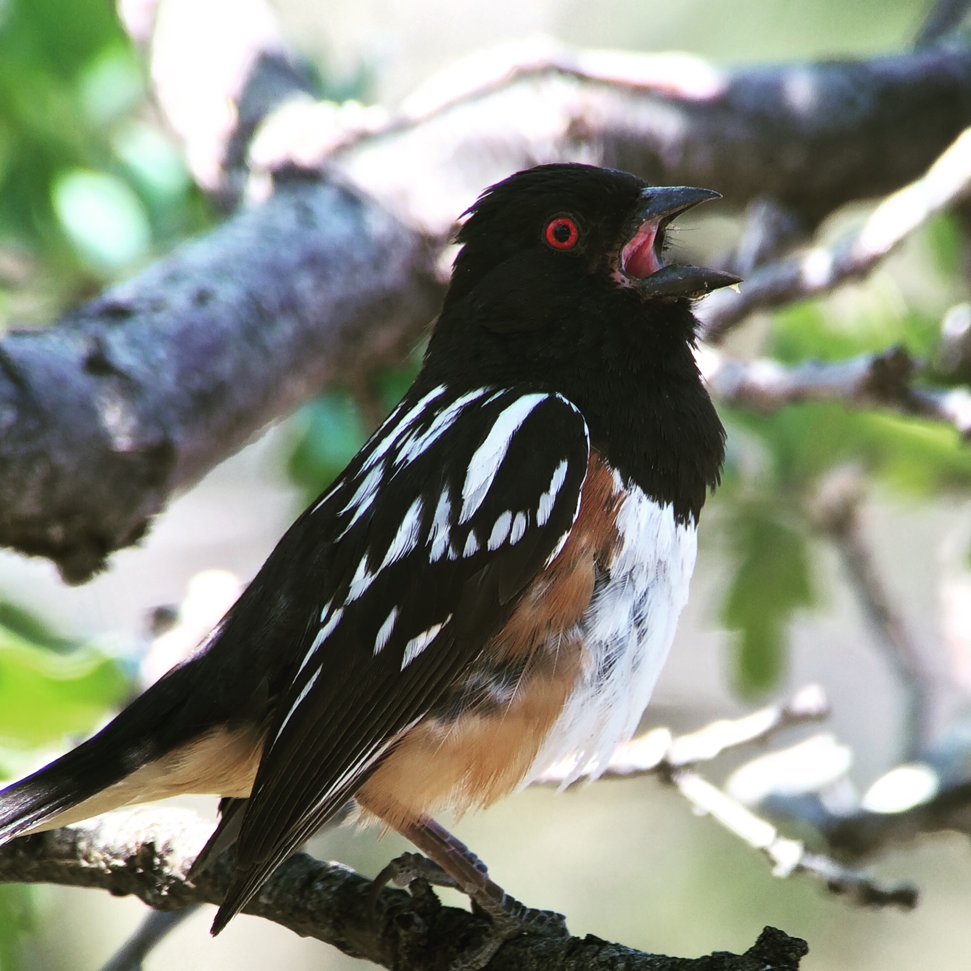 Spotted towhee singing around Bright Angel trailhead. 