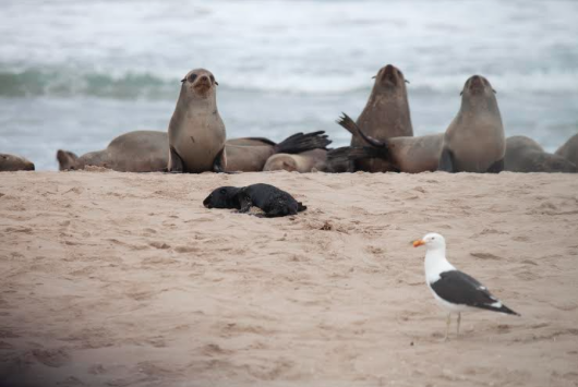 Birdchick Podcast #191 Gulls are awful and movies/books Sharon is afraid of