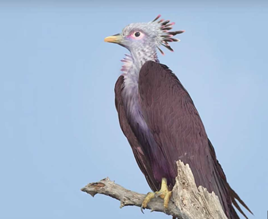 Birdchick Podcast #192 Horse Porn For President