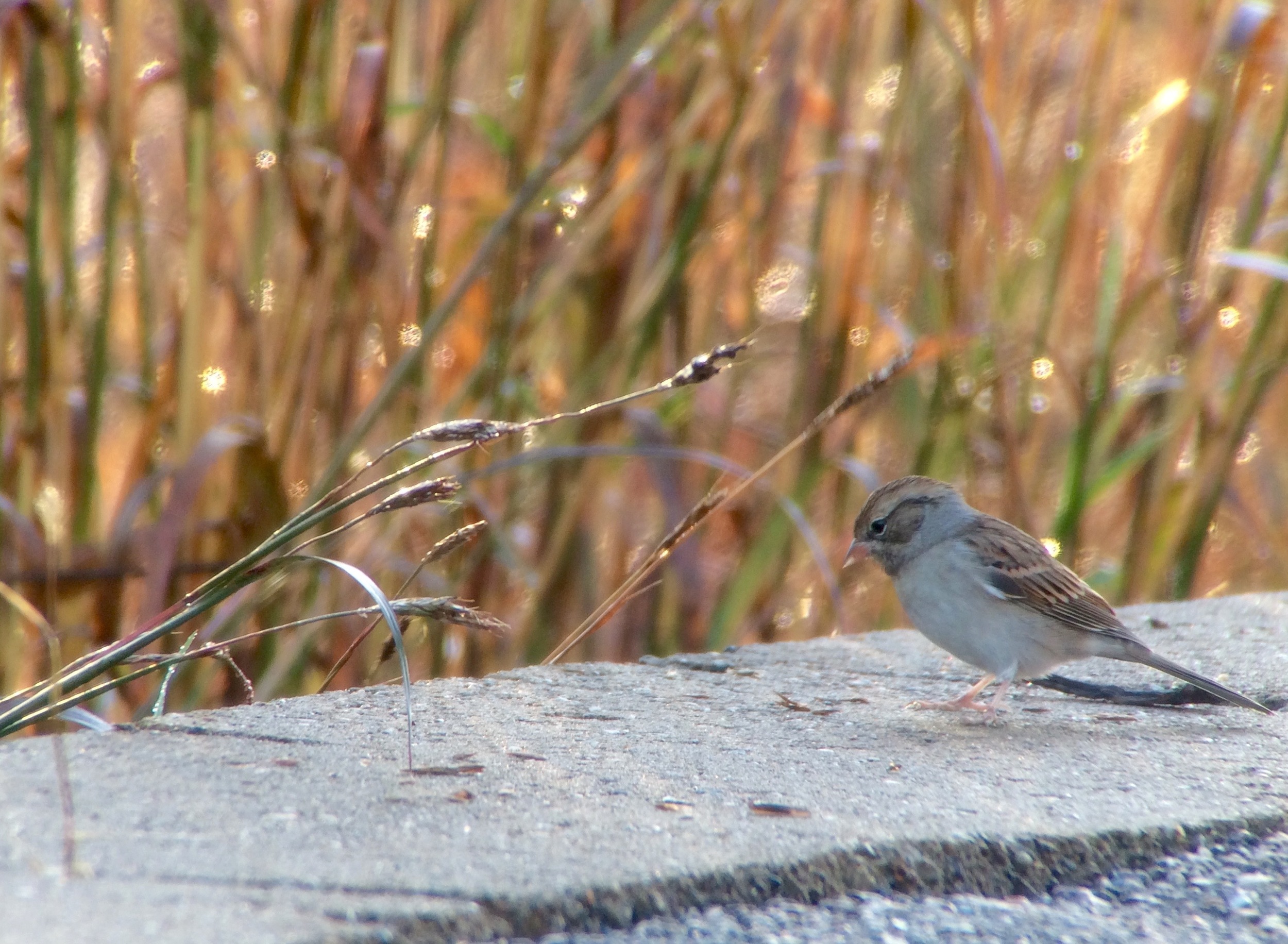 First winter chipping sparrow.
