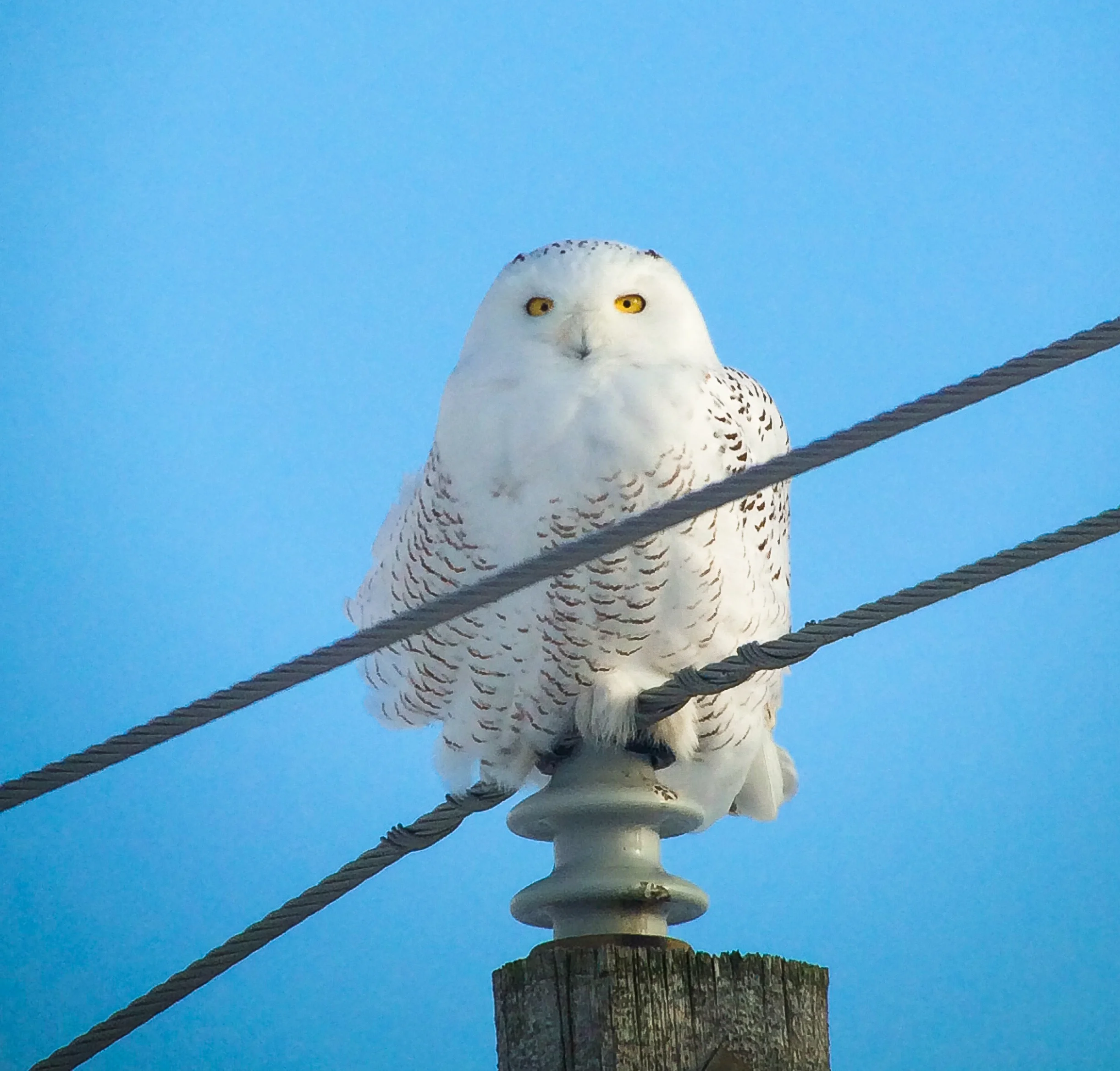 Podcast #197 More Snowy Owls, 