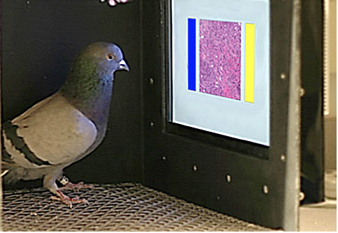 Podcast #198 Pigeon Mammograms For EVERYONE!
