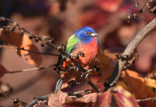 Birdchick Podcast #199 