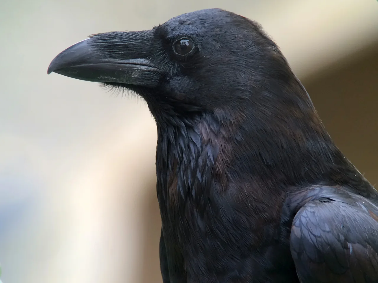 Sinister Bird Cheerleading