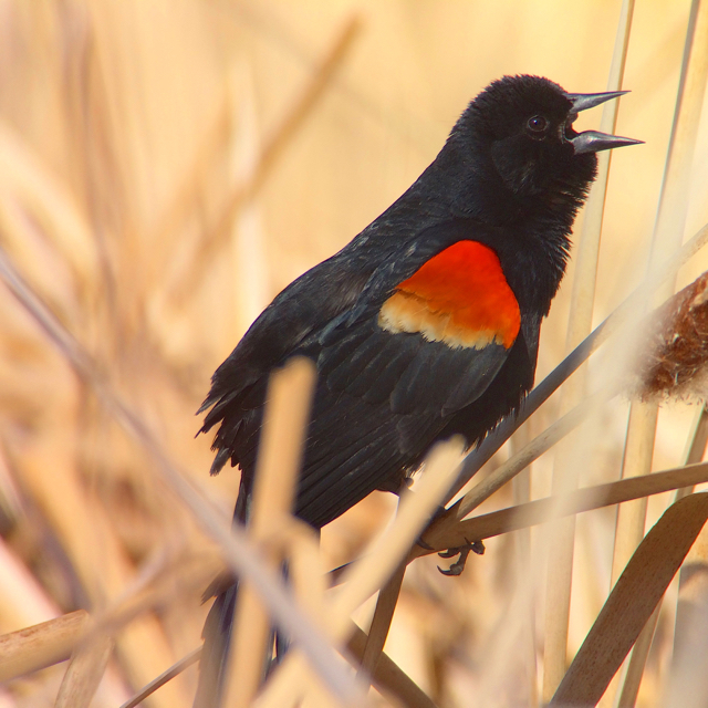 If they chose to do so, red-winged blackbirds would probably make an ok cheerleader. 