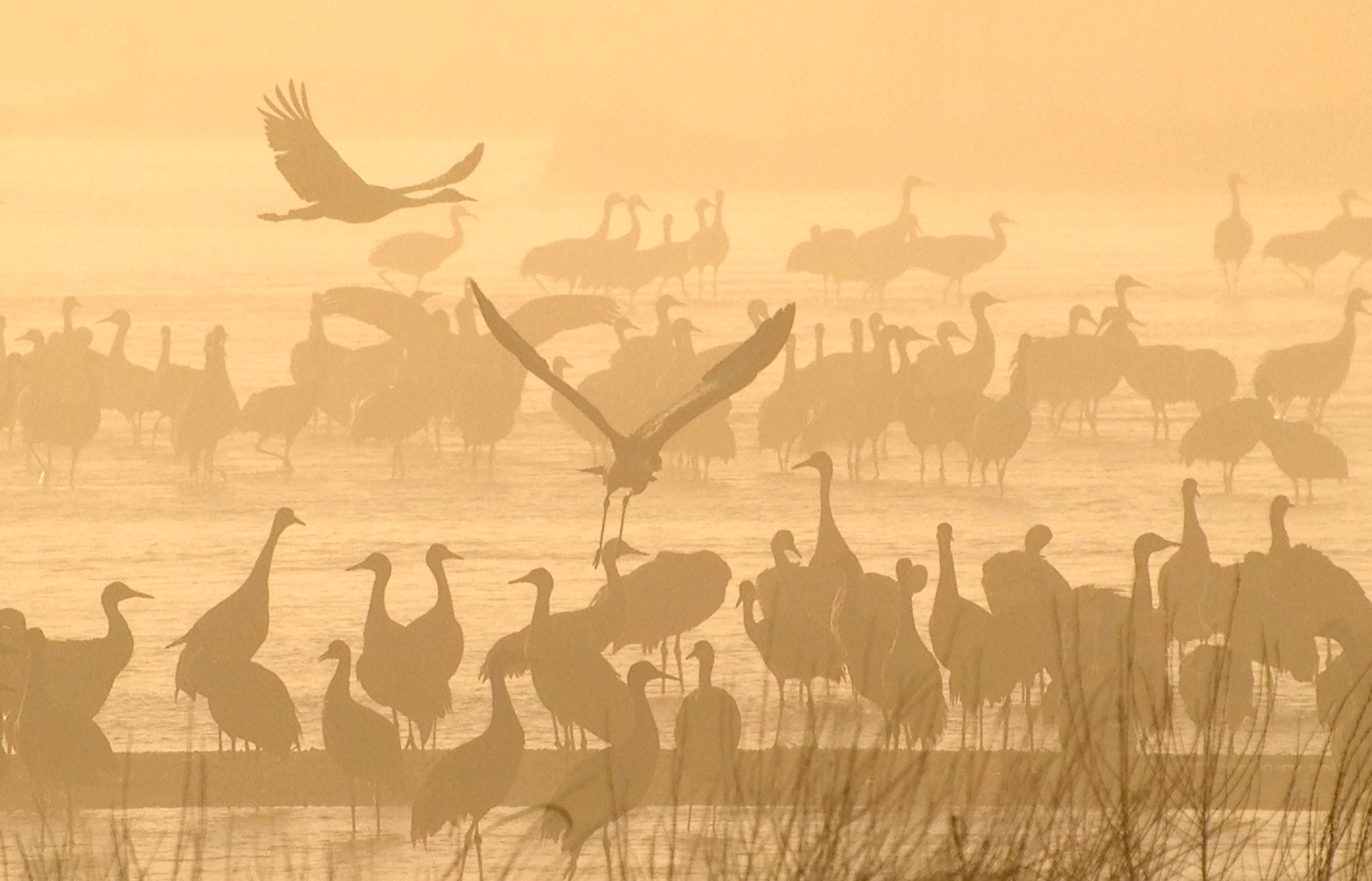 Cranes at dawn in Kearney, Nebraska. 